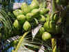 Ripening coconuts on the tree