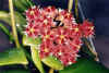 Red Hoya in bloom