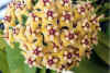 Yellow Hoya in bloom