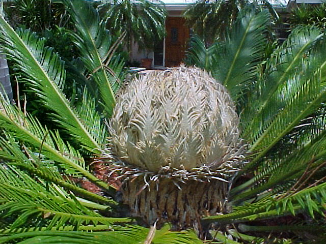 Sago Palm Care