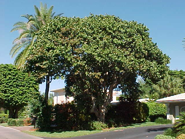 Sea Grape Tree